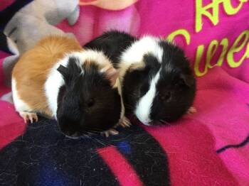 Rescue Guinea Pig Guinea Pigs for Adoption in San Diego, California - Beefeater ( Bonded To Parade) | PetCurious